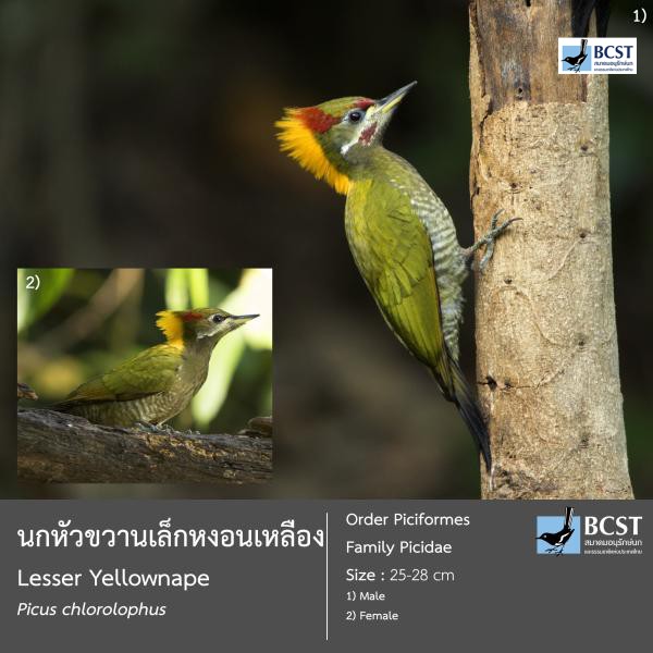 Picus chlorolophus
