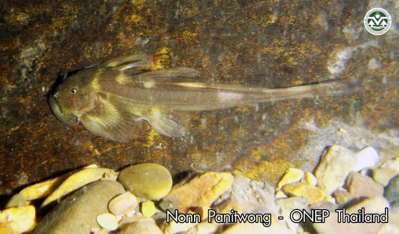 Oreoglanis nakasathiani
