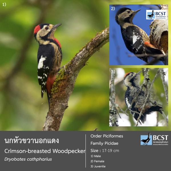 Dryobates cathpharius