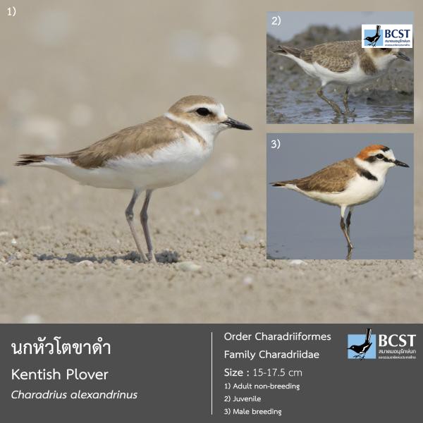 Charadrius alexandrinus