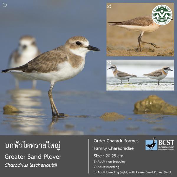 Charadrius leschenaultii