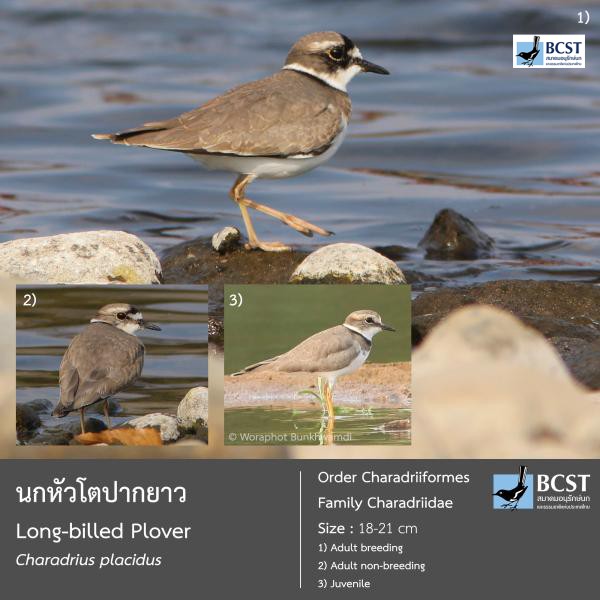 Charadrius placidus