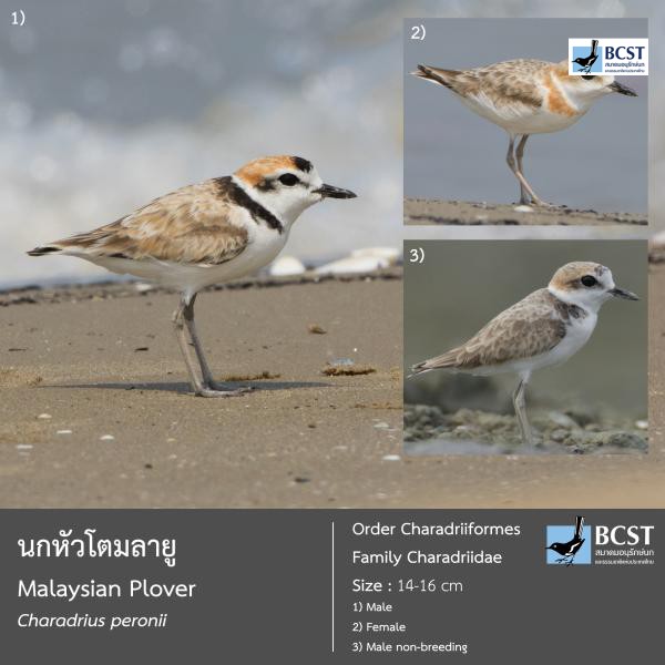 Charadrius peronii
