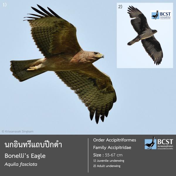 Aquila fasciata