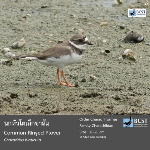 Charadrius hiaticula