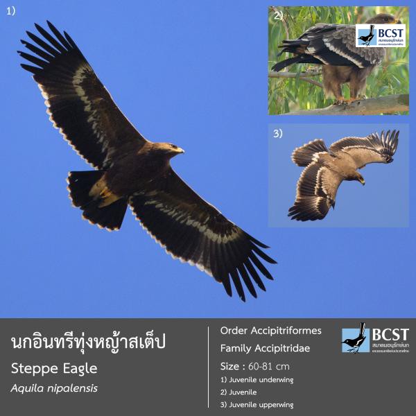 Aquila nipalensis