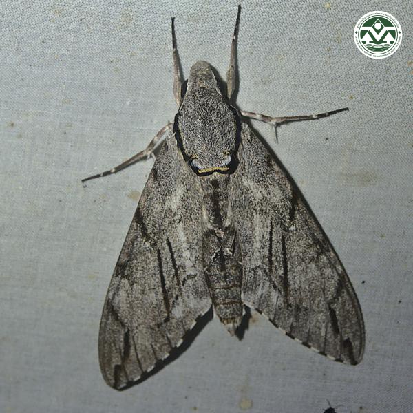 Psilogramma increta