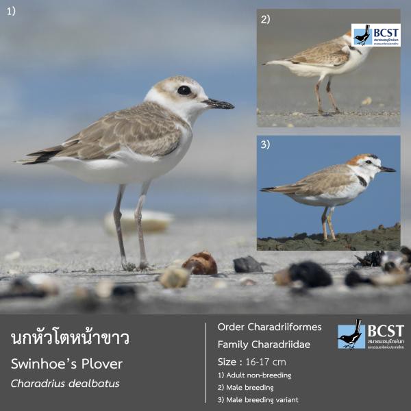 Charadrius dealbatus