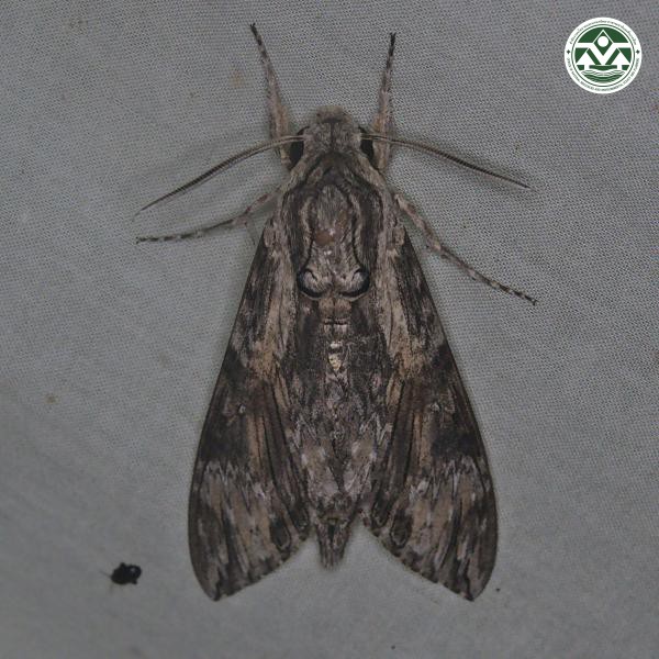 Psilogramma menephron