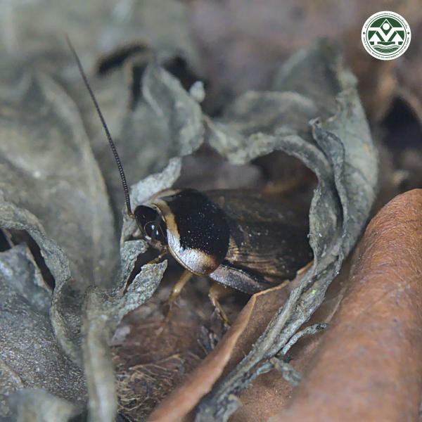 Pycnoscelus indicus