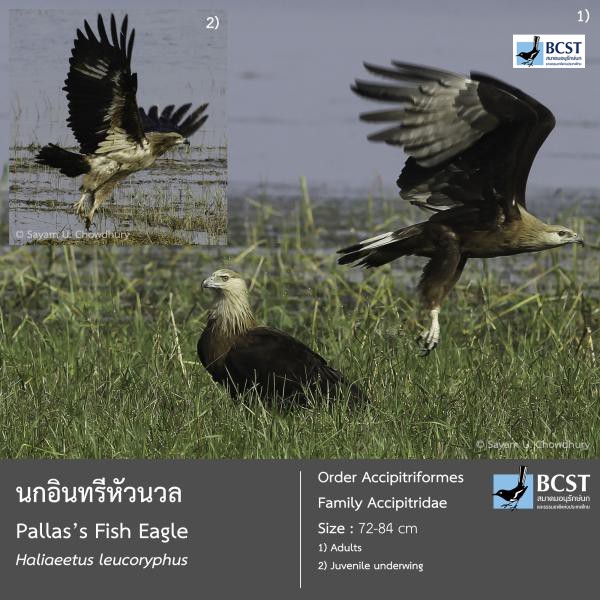 Haliaeetus leucoryphus