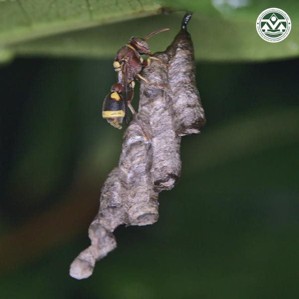 Ropalidia fasciata