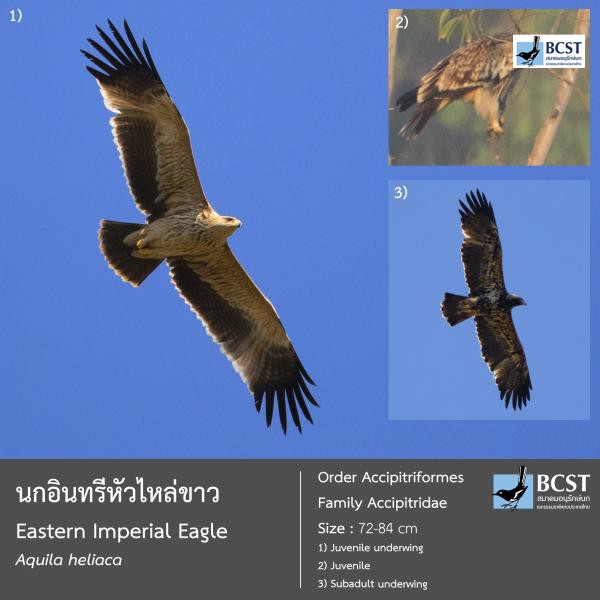 Aquila heliaca