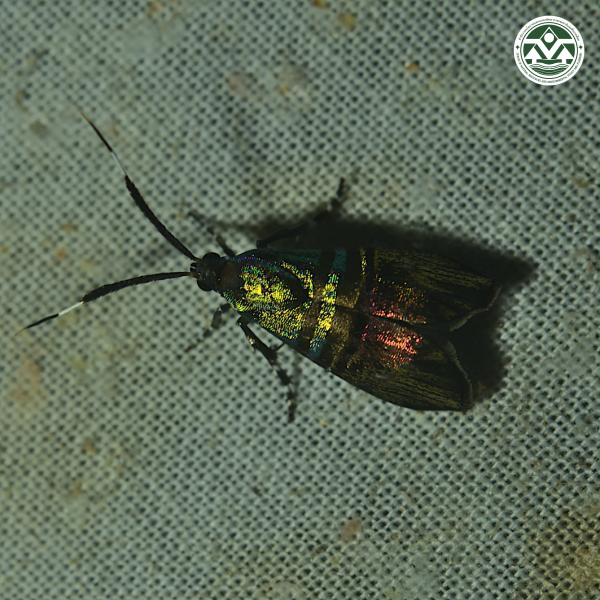 Saptha beryllitis