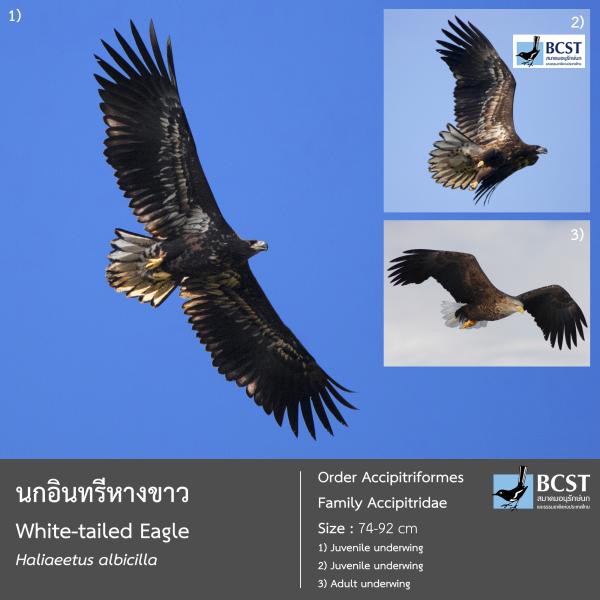 Haliaeetus albicilla