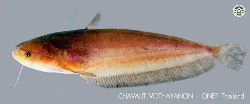 Ompok fumidus