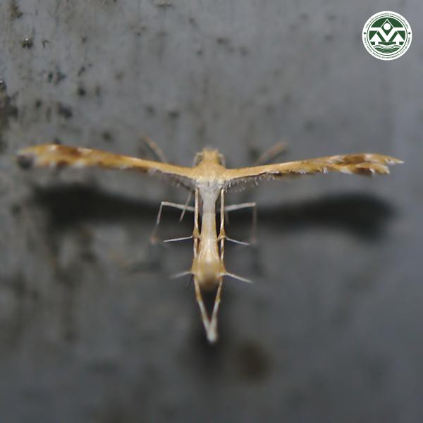 Sphenarches anisodactylus