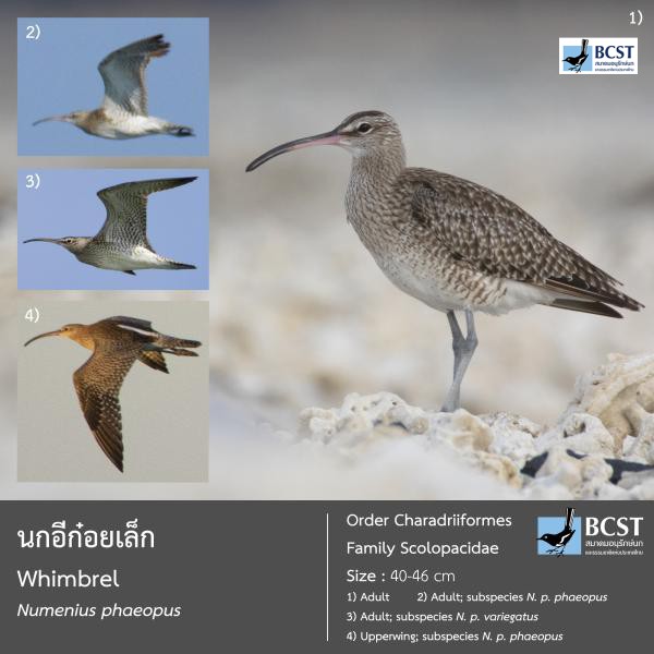 Numenius phaeopus