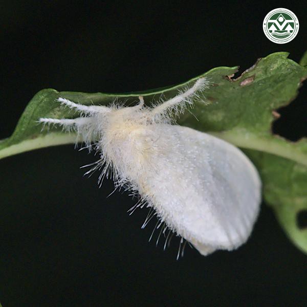 Sphrageidus virguncula