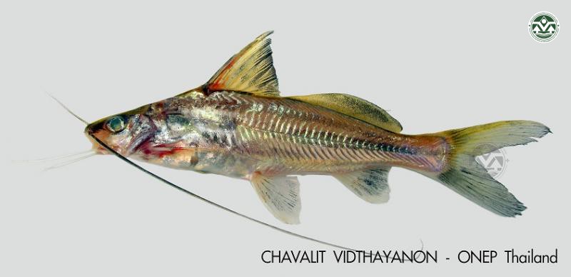 Mystus rhegma
