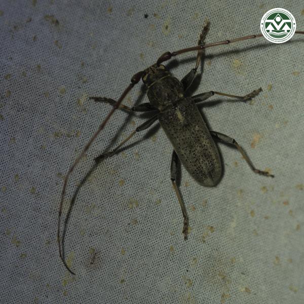 Stromatium longicorne
