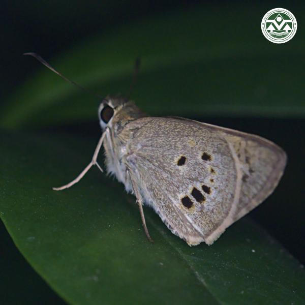 Suastus gremius