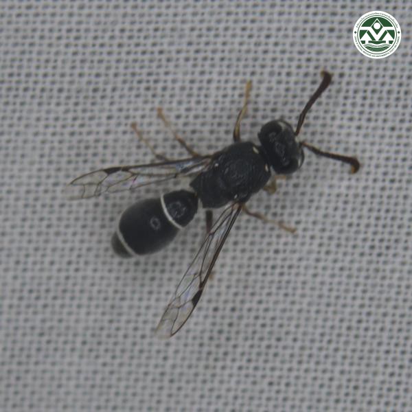 Subancistrocerus sichelii