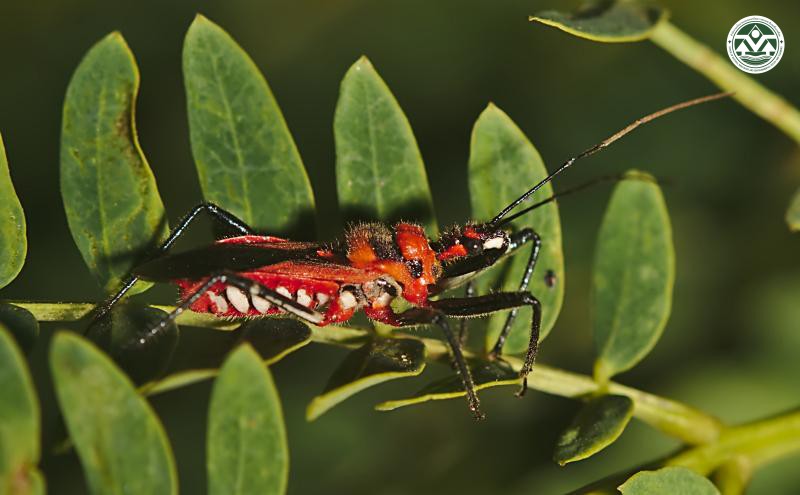 Sycanus collaris