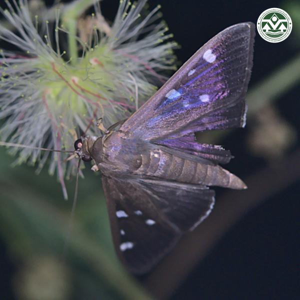 Syllepte iophanes