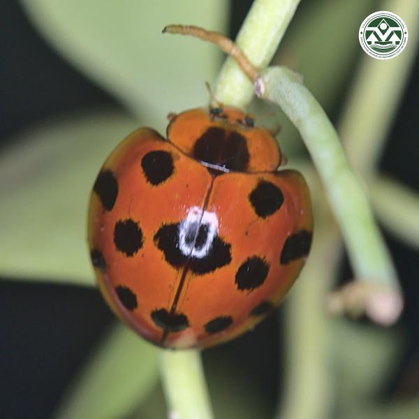 Synonycha grandis