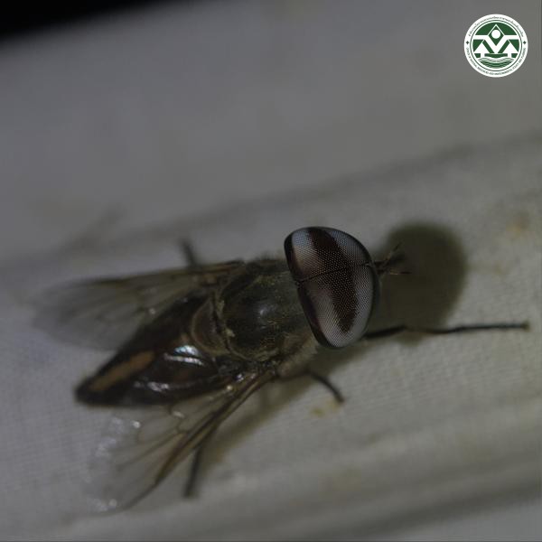 Tabanus striatus