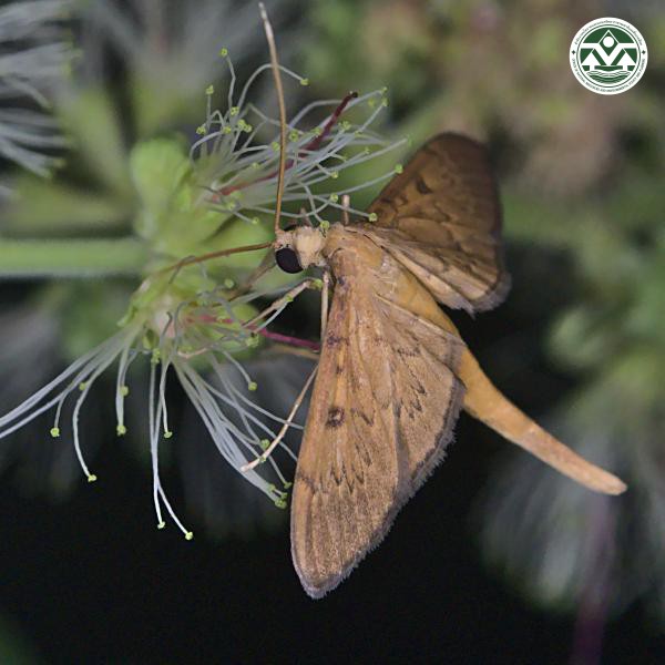 Tatobotys janapalis