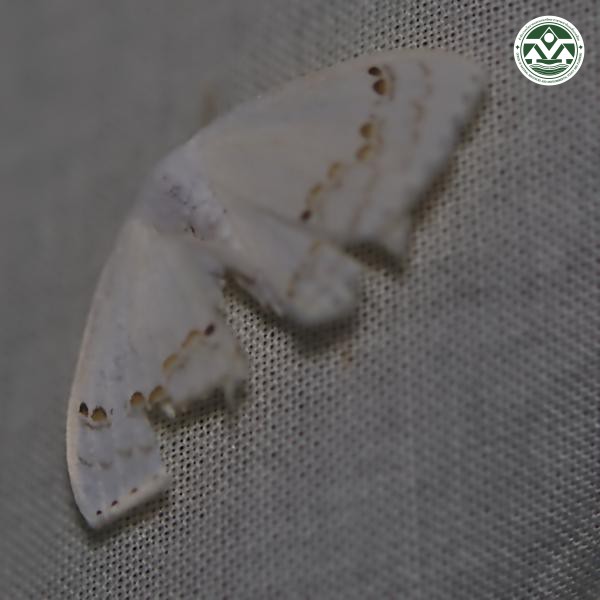 Teldenia specca