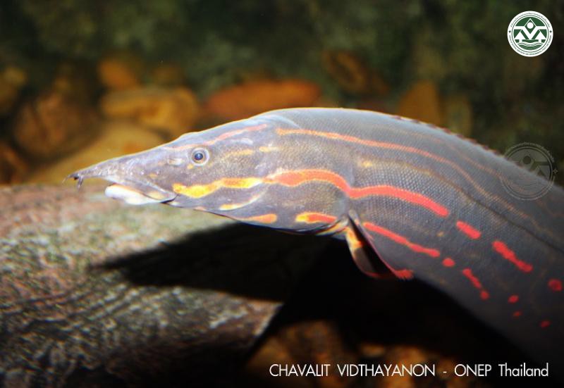 Mastacembelus erythrotaenia