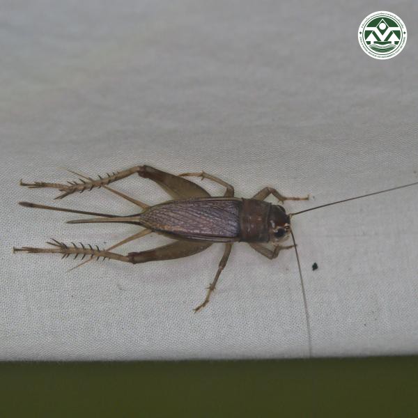 Teleogryllus emma