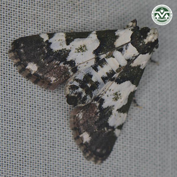Termioptycha albifurcalis