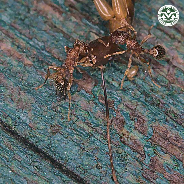Tetramorium bicarinatum