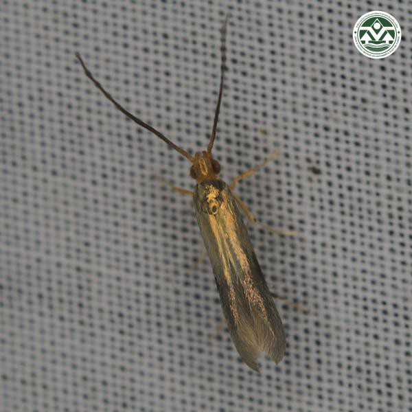 Tineola bisselliella
