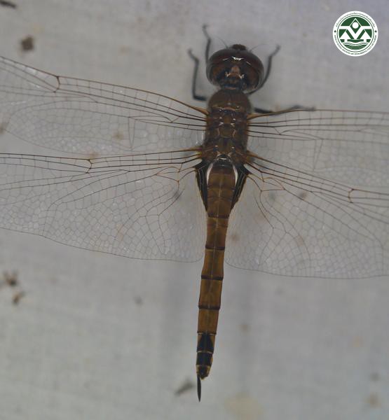 Tramea transmarina