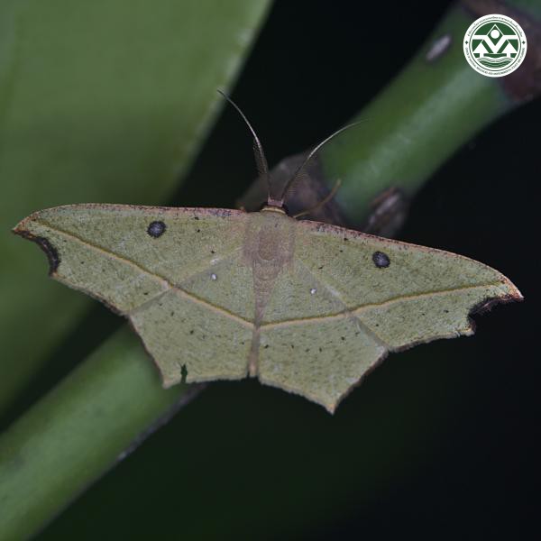 Traminda aventiaria