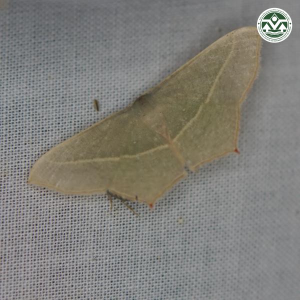 Traminda mundissima