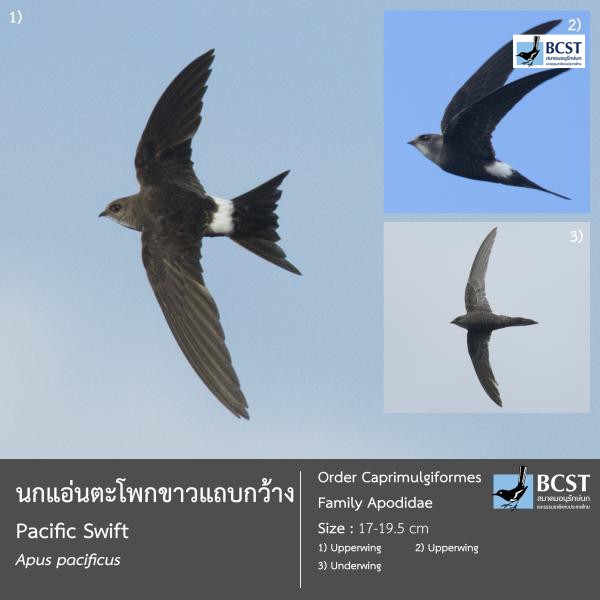Apus pacificus