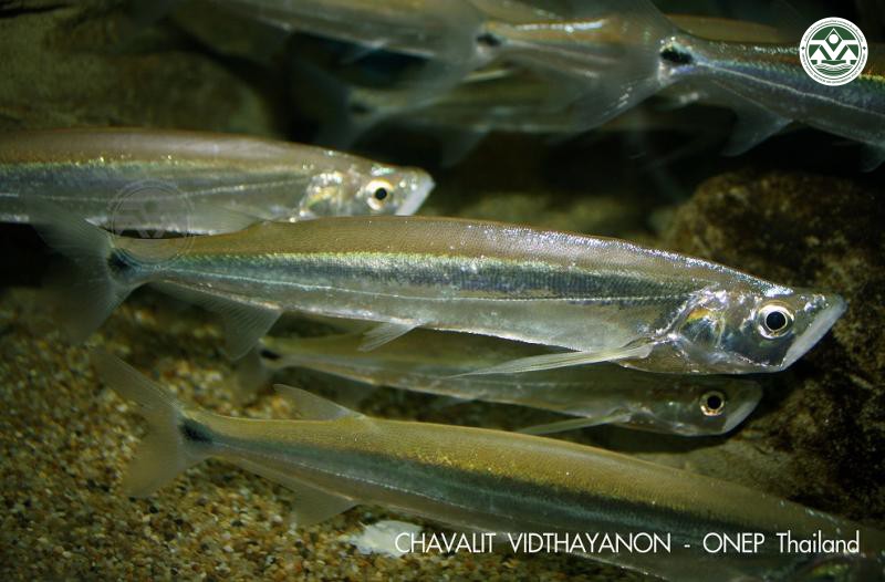 Macrochirichthys macrochirus