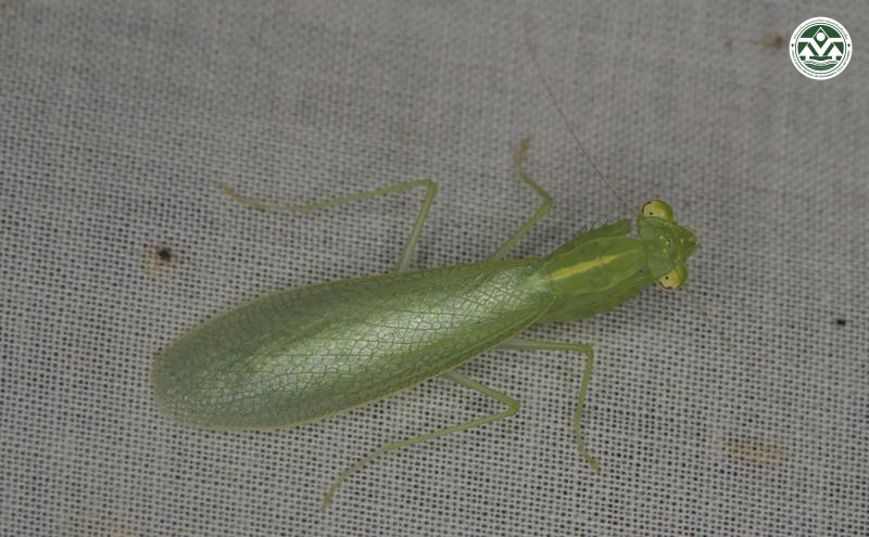 Tropidomantis tenera