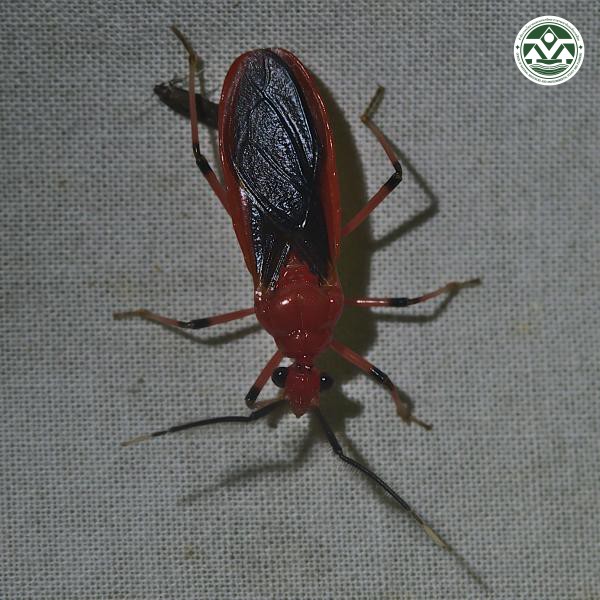 Vilius melanopterus