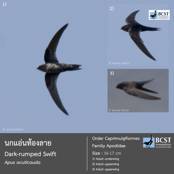 Apus acuticauda
