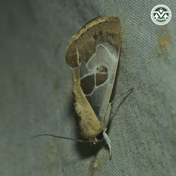 Westermannia superba
