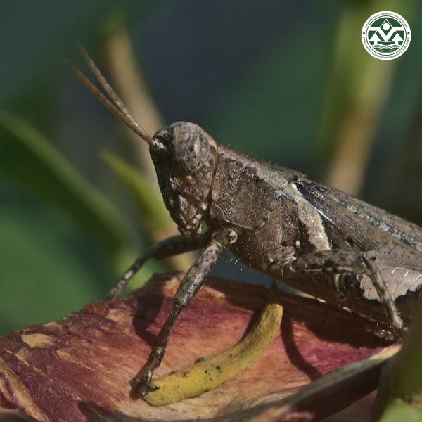 Xenocatantops humilis