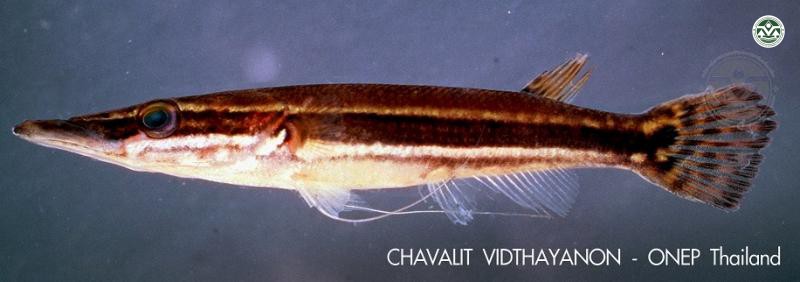 Luciocephalus pulcher