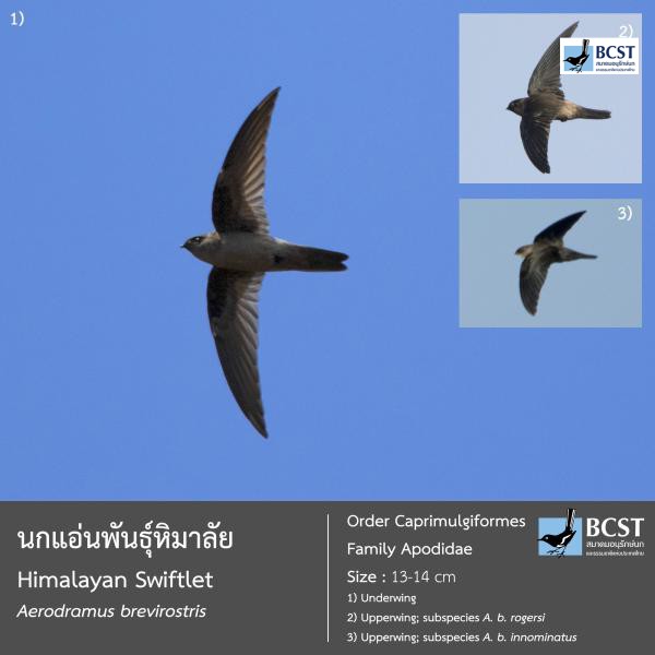 Aerodramus brevirostris